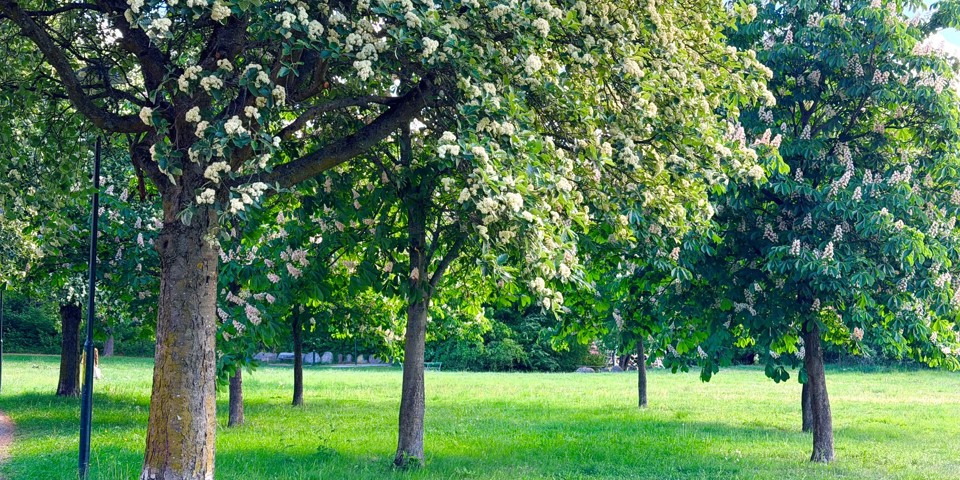Blommande lövträd på en grön gräsyta.